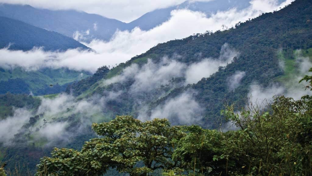 Ecología Acústica: El arte de escuchar lo que el cerebro necesita.